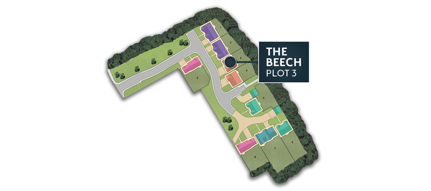 EF The beech plot 3